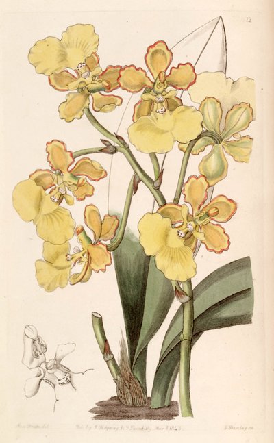 Trichocentrum bicallosum by Miss Drake